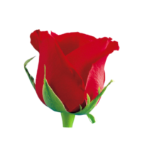 Sri Lanka Flood Relief